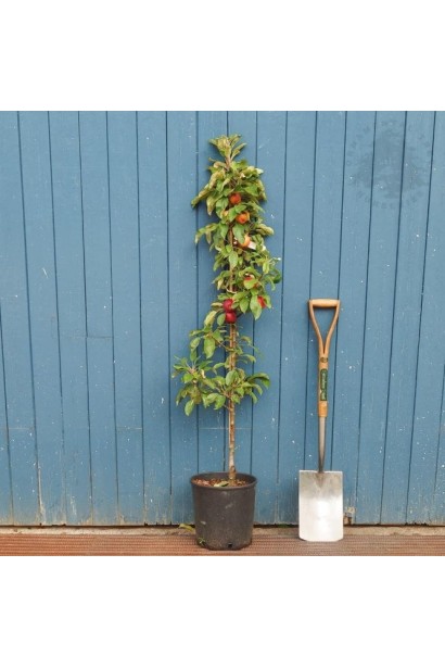 Яблуня колоновидна Вікторія в контейнері